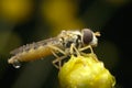 Flower fly Royalty Free Stock Photo