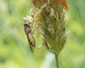 Flower fly on grass Royalty Free Stock Photo