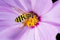 Flower fly. Macro Royalty Free Stock Photo