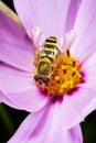 Flower fly. Macro Royalty Free Stock Photo