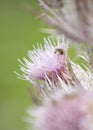 Flower Fly Perched On A Pink Thistle