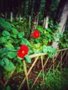 Flower focus blur background red green Royalty Free Stock Photo