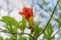 Flower and Foliage of the Pomegranate Tree Royalty Free Stock Photo