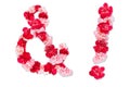 Flower font for symbol exclamation mark, ampersandand collection alphabet A-Z set, made from real Carnation flowers pink, red