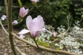 Flower in Forest