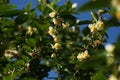 Flower and forest plant on tree