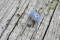 Flower forget-me