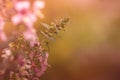 Flower forgetmenot Royalty Free Stock Photo