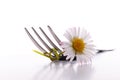 Flower and fork Royalty Free Stock Photo