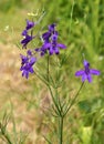 Flower Forking Larkspur