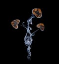 Flower in the form of hearts from a smoke and fire Royalty Free Stock Photo