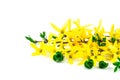 Flower forsythia and green leaves Royalty Free Stock Photo