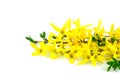 Flower forsythia and green leaves Royalty Free Stock Photo