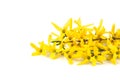 Flower forsythia Royalty Free Stock Photo