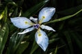 Flower of Fortnight Lily Royalty Free Stock Photo