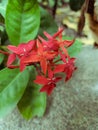 Ixora Jungle Geranium