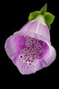 Flower of foxglove closeup, lat. Digitalis, isolated on black background Royalty Free Stock Photo