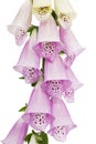 Flower of foxglove closeup, lat. Digitalis, isolated on white background Royalty Free Stock Photo