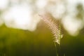 Flower foxtail weed