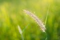 Flower foxtail weed Royalty Free Stock Photo