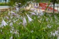 Flower of fragrant plantain lily-Hosta plantaginea Lam. Aschers Royalty Free Stock Photo