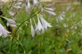 Flower of fragrant plantain lily-Hosta plantaginea Lam. Aschers Royalty Free Stock Photo