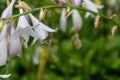 Flower of fragrant plantain lily-Hosta plantaginea Lam. Aschers Royalty Free Stock Photo