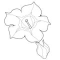 Flower Of Fragrant Tobacco. Coloringbook.