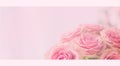 Flower frame, banner. Delicate card with pink roses on a soft white and pink background. Space for text Royalty Free Stock Photo
