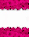 Flower frame, border. Bouquet of pink poppy on white background.