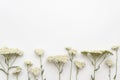 Flower horisontal line of field flowers on white background. Flat lay, Top view. floral mockup lettering template