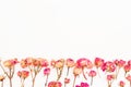 Flower frame made of roses on white background. Valentines day composition. Flat lay, Top view Royalty Free Stock Photo