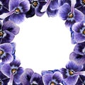 Flower frame. Violet pansies. Blank for postcards, banners. Watercolor