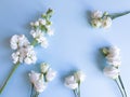Flower frame of white Eustoma or Lisianthus and Matthiola flowers on light blue background. Top view, copy space. Empty space for Royalty Free Stock Photo