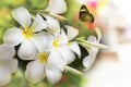 Flower frangible and butterfly Royalty Free Stock Photo