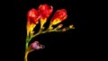 Flower Freesia bloom and fade, time-lapse with alpha channel