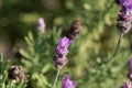 Flower of a French lavender, Lavandula dentata