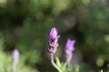 Flower of a French lavender, Lavandula dentata