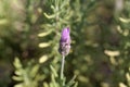 Flower of a French lavender, Lavandula dentata