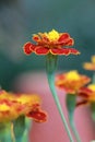 flower of french marigold (Tagetes patula)