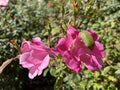 Flower - french rose