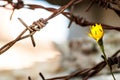 Flower in front of barbed wire as symbol of freedom Royalty Free Stock Photo