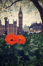 Flower front of Big Ben