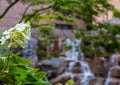 Flower in Front of Watefall Royalty Free Stock Photo