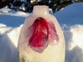 Flower in frozen water, plant in ice in bright sunlight with visible bubbles in ice. Outdoor decorations in winter in the garden Royalty Free Stock Photo