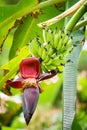 The flower and the fruit of the banana growing on a banana tree