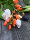 Flower and fruit of beans beans on wooden gray background Royalty Free Stock Photo