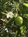 Flower and fruit of Cerbera odollam or Suicide tree or Pong-pong.