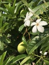 Flower and fruit of Cerbera odollam or Suicide tree or Pong-pong.