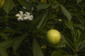 Flower and fruit of Cerbera odollam or Suicide tree or Pong-pong or Othalanga